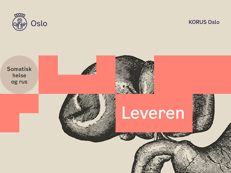 Illustrasjon av leveren