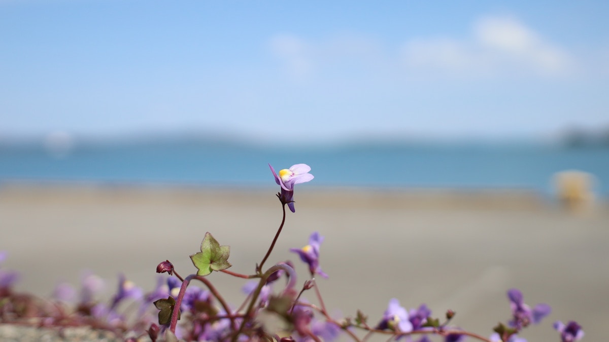 Bilde av flere små, lilla blomster. En av blomstene strekker seg opp og er i fokus. De andre blomstene er uklare. I bakgrunnen ser vi en brygge og sjøen.