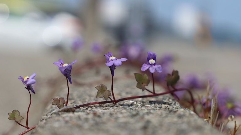 Bildet viser fire små, lilla blomster. Blomstene vokser opp fra et bed og strekker seg over en asfaltkant. De fire blomstene er i fokus, bakgrunnen er uskarp.