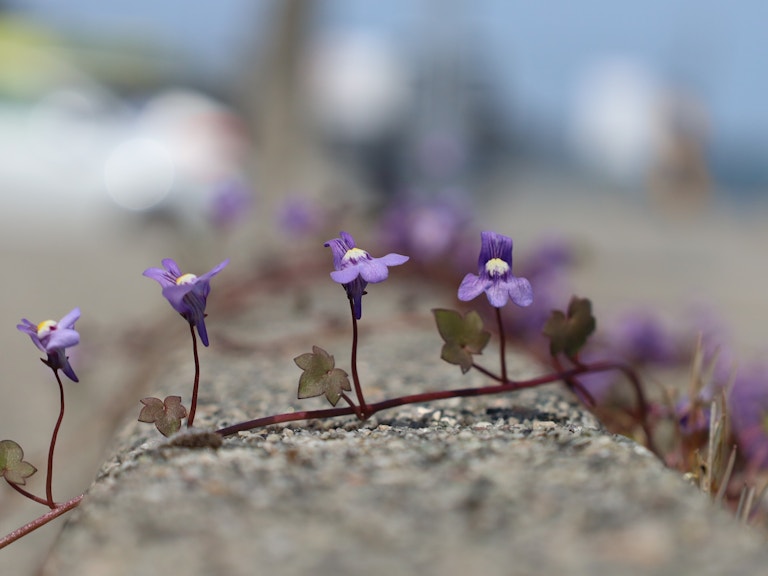 Bildet viser fire små, lilla blomster. Blomstene vokser opp fra et bed og strekker seg over en asfaltkant. De fire blomstene er i fokus, bakgrunnen er uskarp.