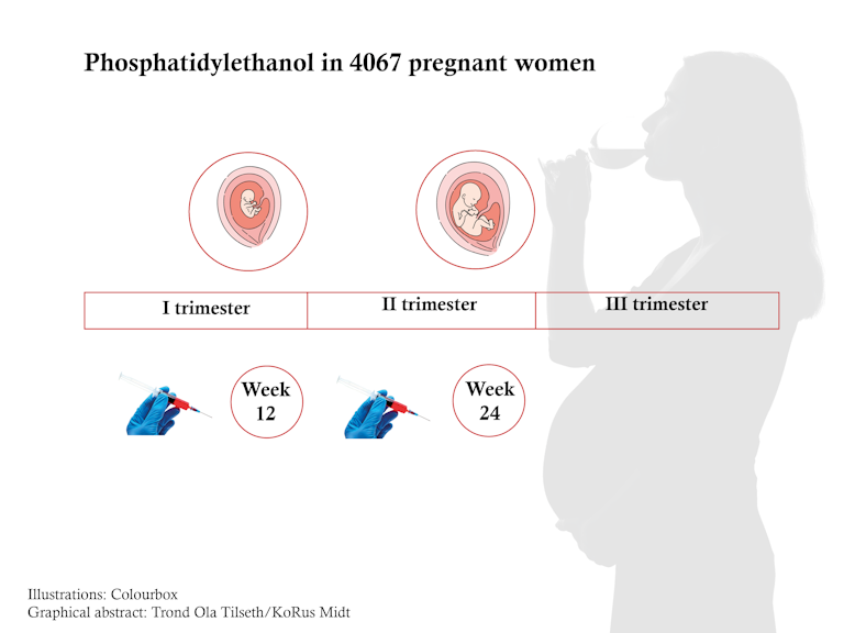 illustrasjon med gravid kvinne som drikker vin og bilde av blodprøver i uke 12 og uke 24