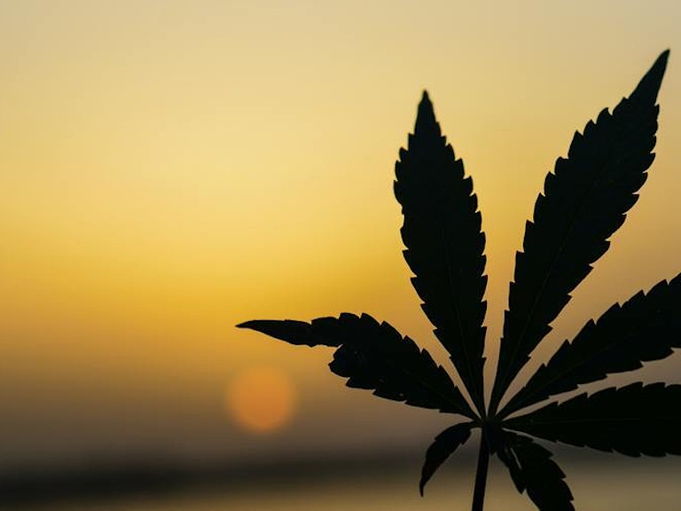 Bilde av en cannabis-plante
